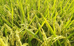 Trồng lúa Nhật để làm giống, nông dân Kiên Giang bán 8.800 đồng/kg, lãi 71 triệu/ha