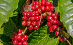Tiếp tục giảm, giá cà phê trong nước mất mốc 47.000 đồng/kg