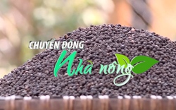 Chuyển động Nhà nông 15/3: Giá tiêu rục rịch tăng sau khi Trung Quốc đẩy mạnh thu mua