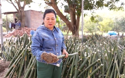 Nữ nông dân tỷ phú Bắc Giang trồng giống tre gì mà mỗi năm có thể thu về hàng tỷ đồng?