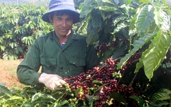 Doanh nghiệp dở khóc dở cười khi nỗ lực giảm phát thải khí carbon trong sản xuất cà phê
