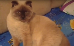Kỳ lạ mèo tranh cử chức thị trưởng tại Siberian