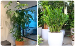 6 loại cây cảnh siêu chịu bóng, dễ trồng mà không cần nắng, trồng trong nhà có thể cao tới 2 mét
