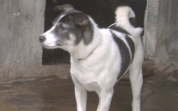 Chó dại cắn khiến 1 người ở Phú Yên tử vong, 8 người phải điều trị