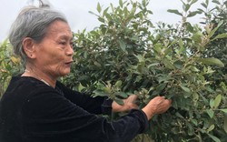 Dân xã này ở Nghệ An lên núi nhổ cây dại về trồng ven đường nông thôn mới, ai ngờ đẹp như phim