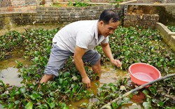 Nuôi ốc dưới nước, chồn nhung trên cạn, nông dân Hà Giang thu hàng trăm triệu đồng mỗi năm