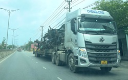 Quảng Bình: Xe đầu kéo chở cây “quái thú” chạy ngược chiều trên quốc lộ