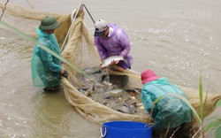 Lào Cai: Cũng là nuôi cá chép lai, nhưng đến phiên mới được tháo ao bắt cá, hoá ra là bí quyết tiêu thụ