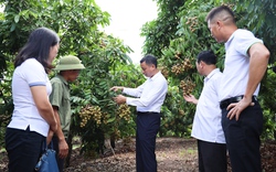 Nông dân năng động, sáng tạo trong phát triển kinh tế