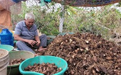 Loại cây lá to như cái quạt ở Bà Rịa-Vũng Tàu, nông dân nhổ lên thứ củ ngon, giàu dinh dưỡng, bán hết sạch