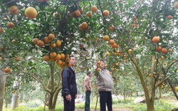 Hội Nông dân Thái Nguyên hỗ trợ tiêu thụ cam sành cho nông dân Hà Giang