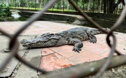 Giữa công viên trung tâm TP.Vinh của tỉnh Nghệ An có đàn cá sấu 10 con, chủ quản xin trả nhưng không có nơi thả