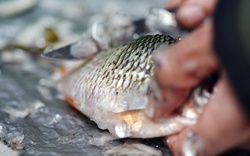 90% người Việt bỏ bộ phận này của cá trong khi nó vốn được coi là "bảo bối" trường thọ
