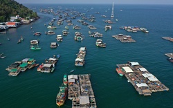 Hòn đảo có cả nghìn bè cá trên biển Kiên Giang