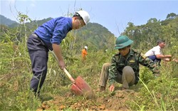 Tuổi trẻ Điện lực miền Trung và Quảng Nam hỗ trợ người dân xã Tr’Hy trồng cây kinh tế rừng