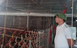 Thái Bình có 22 doanh nghiệp đang nắm giữ nhiều trang trại chăn nuôi quy mô "khủng"
