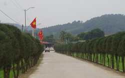Đường nông thôn mới ở Nghệ An không có hoa mà trồng thứ cây bất ngờ này, vẫn khối người mê