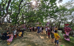 Quảng Nam: Lễ hội “Tam Kỳ - Mùa hoa sưa” năm 2023 diễn ra trong 3 tuần 