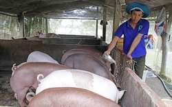 Nông dân nghèo Sóc Trăng có thu nhập tốt hơn nhờ vay vốn ưu đãi đầu tư nuôi bò, nuôi heo