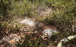 Phát hiện thi thể nghi nữ giới đã phân hủy chỉ còn xương trong khu rừng ở Bình Thuận