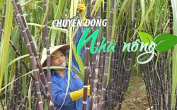 Chuyển động Nhà nông 20/3: Hòa Bình xuất khẩu lô hàng mía tươi đầu tiên sang Hoa Kỳ