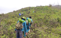 Quảng Bình: Cán bộ rừng phòng hộ cùng dân gánh cây lim, huê, dẻ đi phủ xanh đồi núi trọc