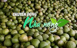 Chuyển động Nhà nông 21/3: Lạ lùng bưởi non, vỏ bưởi được ráo riết săn lùng