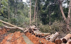 Khởi tố vụ phá rừng nghiêm trọng ở Khánh Hòa