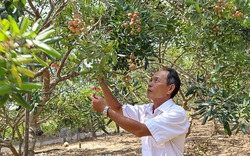 Nông dân Sóc Trăng trồng loại nhãn gì mà trái chín bóc ra thấy thơm, nhìn cơm muốn nếm, bán đắt hàng?