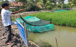 Nuôi cá rô đồng trong ruộng lúa lợi đủ đường, lúa tốt, cá lớn nhanh, vì sao nông dân Tây Ninh vẫn lo lo?