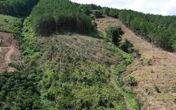 Lâm Đồng: 12 người bị phạt hơn 1 tỷ đồng do chiếm hơn 15ha đất rừng sản xuất để trồng mai anh đào, trồng ngô