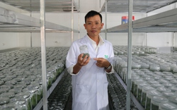 Khởi nghiệp với phòng nuôi cấy mô giống cây lâm nghiệp, anh nông dân Gia Lai thu 4 tỷ đồng
