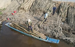 "Hương tràm vẫn e ấp trong vòm lá" mà nông dân một huyện ở Long An buồn rầu vì giá thấp quá