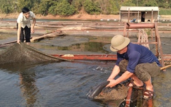 Sơn La: Phát triển thủy sản tập trung, bền vững