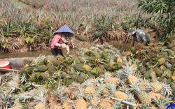 Đây là loại quả ngon đang tăng giá tốt nhất ở huyện Tân Phước của Tiền Giang, nông dân chặt bán nhà nào cũng vui