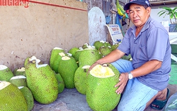 Tăng giá tốt ở Hậu Giang là hai loại quả này, bao nhiêu cũng "cân tất", vì sao vựa vẫn kêu "khan hàng" lắm?