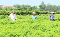 Trồng thứ rau "dính" đất ẩm là mọc "tùm lum", có 1,4 công đất mà anh nông dân Vĩnh Long thu 300 triệu