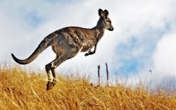 Australia cho phép thợ săn giết hàng triệu con kangaroo hàng năm