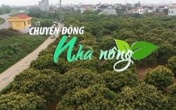 Chuyển động Nhà nông 28/3: Nhãn Hưng Yên ra hoa sai trĩu, hứa hẹn được mùa lớn