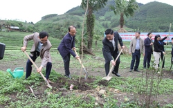 Thái Nguyên: Hỗ trợ trồng 150 cây mận hậu, 110 cây hoa ban ở bản người Mông của huyện Đồng Hỷ