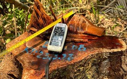 Thừa Thiên Huế: Lâm tặc đốn hạ hàng loạt cây gỗ rừng hàng chục năm tuổi 