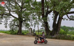 Điểm danh loạt cây cổ thụ ở các vùng đất cổ Vĩnh Phúc, hai cây gạo thọ 3 thế kỷ, cây lộc vừng 600 tuổi