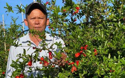 Cây lựu đỏ đến từ đất nước Ấn Độ mang “vận đỏ” cho lão nông ở cao nguyên Lâm Hà 