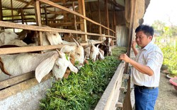 Tham gia Tổ hợp tác nuôi dê, nông dân xã vùng sâu thuộc huyện Phú Tân ở An Giang ai cũng khá giả