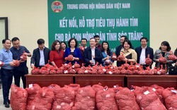 Hội Nông dân Việt Nam kết nối, hỗ trợ tiêu thụ hành tím cho bà con nông dân tỉnh Sóc Trăng