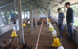 Nông dân Hải Dương tăng thu nhập nhờ vay vốn Quỹ Hỗ trợ nông dân nuôi gà hình thức liên kết