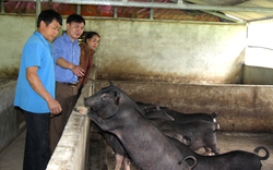 Hà Giang: Nông dân Quản Bạ thi đua sản xuất kinh doanh giỏi, có nông dân nuôi lợn đen đặc sản thu lãi 200 triệu/năm