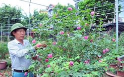 Làng này ở Hưng Yên, nhà nào trồng hoa hồng cổ đều giàu lên trông thấy, thương lái đến tấp nập