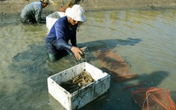 Thúc đẩy liên kết mô hình tôm lúa: Doanh nghiệp ngại đầu tư vì thiếu quy hoạch, hạ tầng thủy lợi