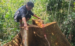 Công an điều tra vụ cổ thụ bị "xẻ thịt" giữa rừng phòng hộ Bình Định